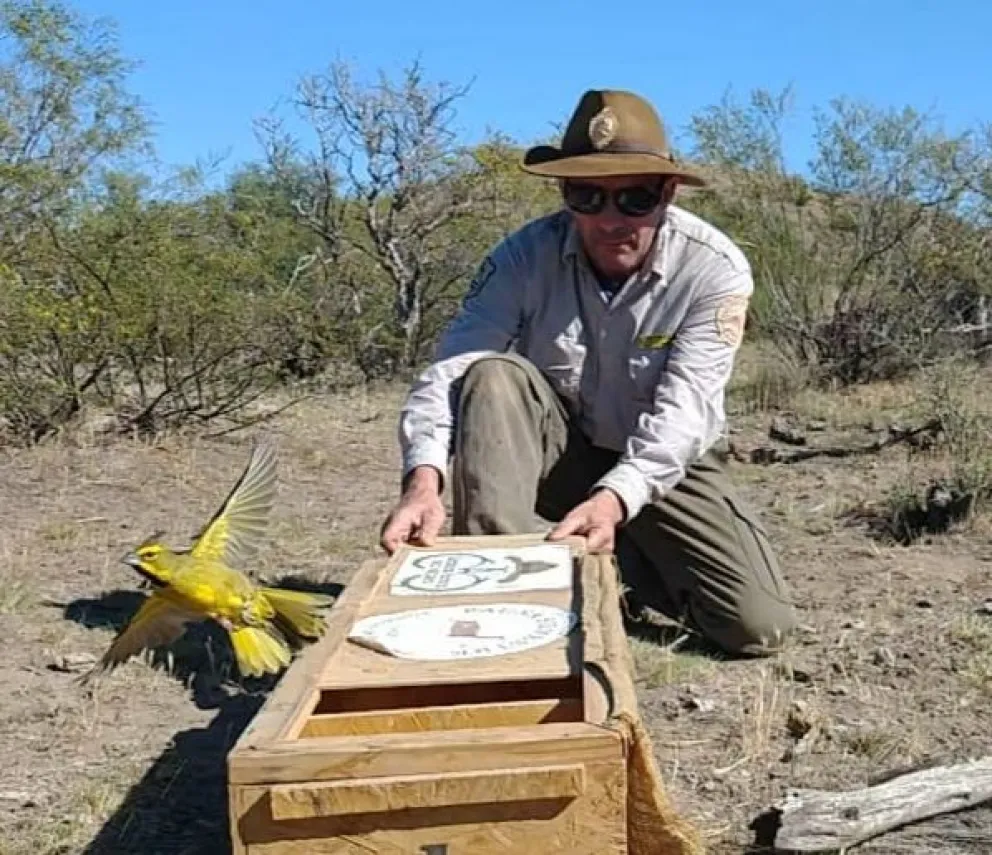 Recuperan en Río Negro varios Cardenales amarillos, y luego los liberan