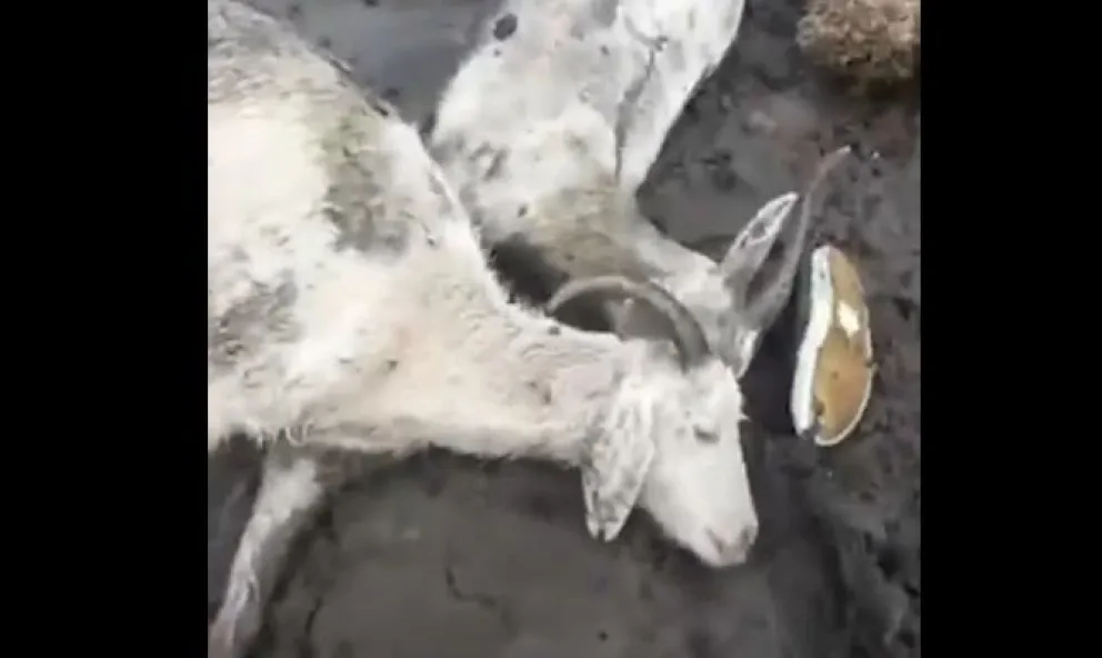 Desesperación de un ganadero: todos sus animales se le están muriendo de hambre