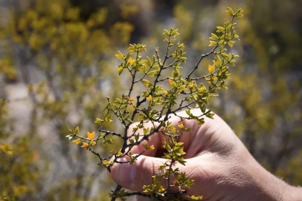 Ojo, que la jarilla no es un yuyo: el valor de una planta nativa