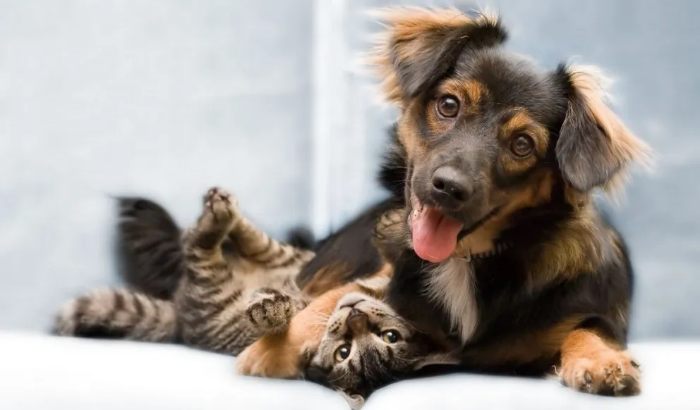 Diabetes, una enfermedad que también afecta a perros y gatos 