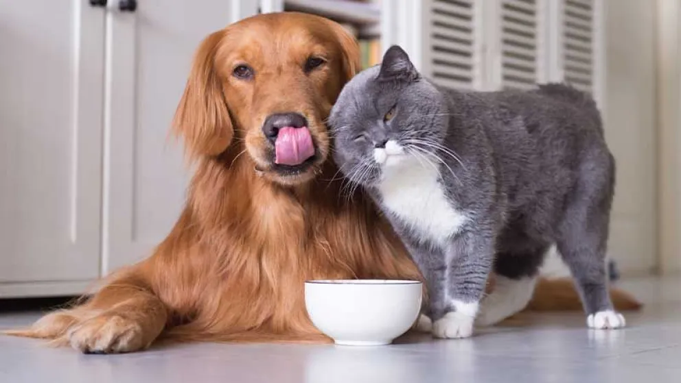 Diabetes en perros y gatos: como hago para evitar que mi mascota se enferme