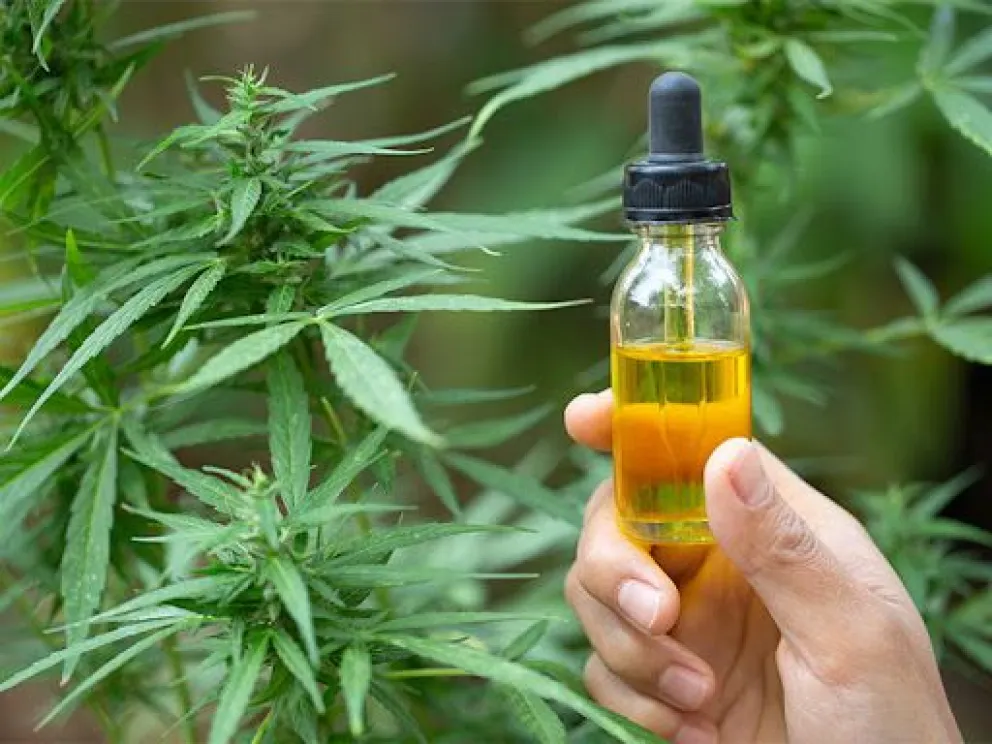Aceite de cannabis: se aprobó su uso en cosmética
