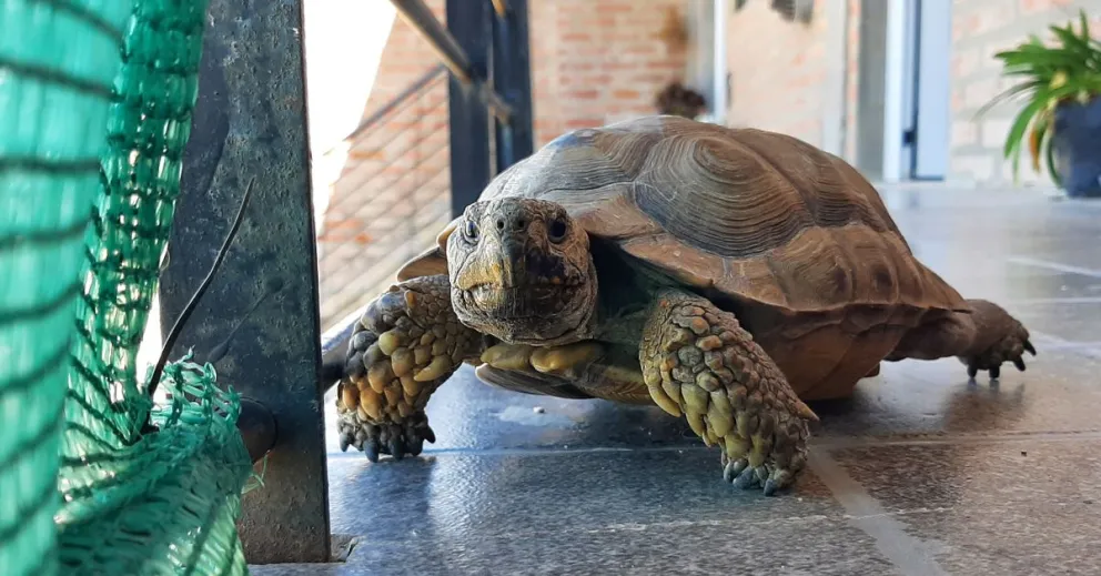 Empezó la época en la que se escapan las tortugas: ¿Qué hacer si encontras una en la calle?