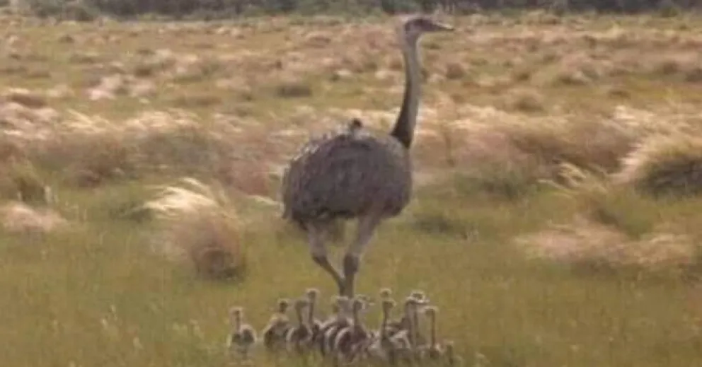 Preocupa la caza furtiva de ñandúes: se trata de una especie en peligro de extinción 