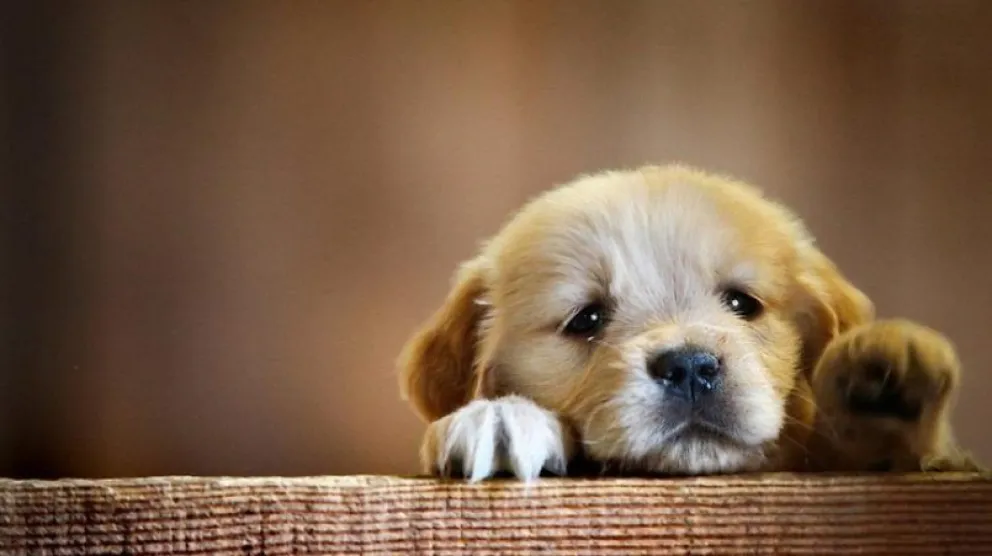 Enseñale a tu cachorro a reconocer su nombre y a pasear con correa de seguridad 