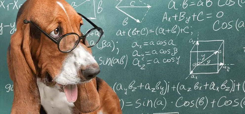 No es multiplicar por 7: la fórmula para calcular la “edad humana” de tu perro
