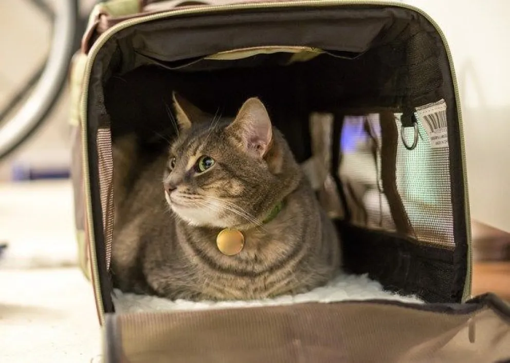 Caos en pleno vuelo: Una pasajera liberó a su gato de la jaula y decidió amamantarlo