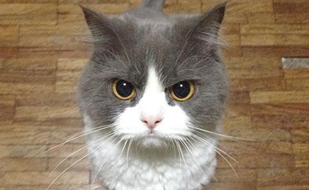 Psicópatas: un estudio científico afirma que todos los gatos tienen rasgos que no creerías  