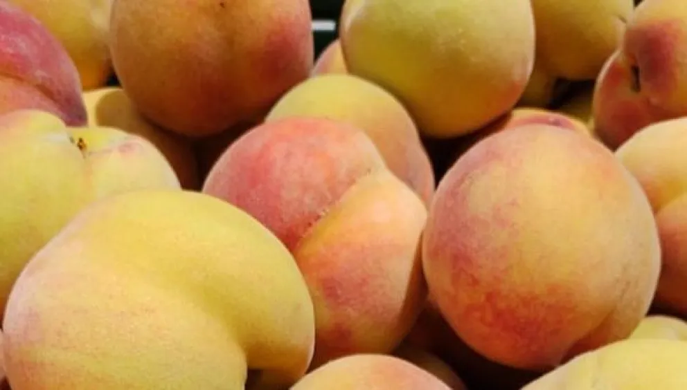 Arrancó la cosecha de los duraznos primicia en la colonia agrícola del Valle Inferior