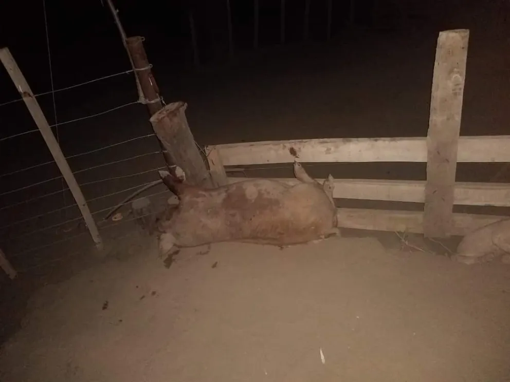 Los pescaron en plena faena