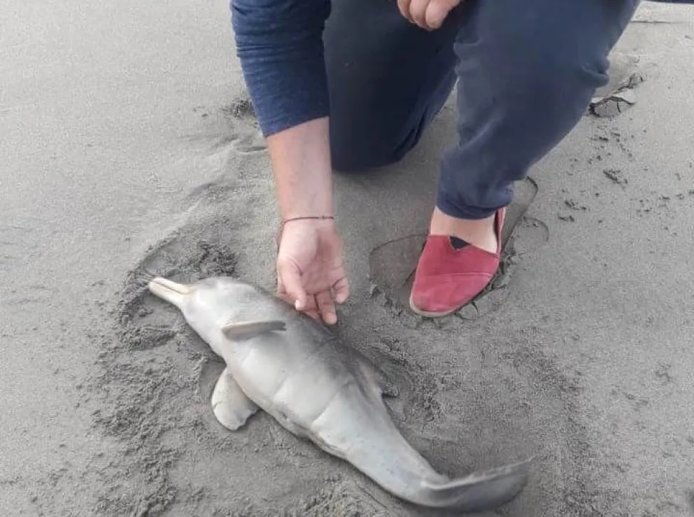 Pescadores deportivos salvaron un bebé Franciscana varado en la costa  