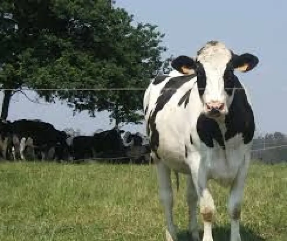 Porotos con sello local, una alternativa para la alimentación animal en la Norpatagonia