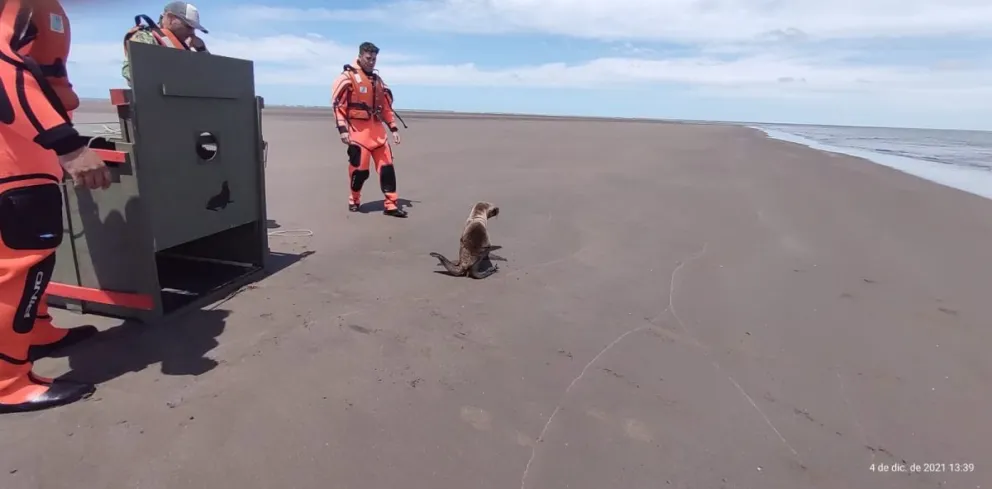 Liberaron a un cachorro de lobo marino que un veterinario salvó de morir en San Blas