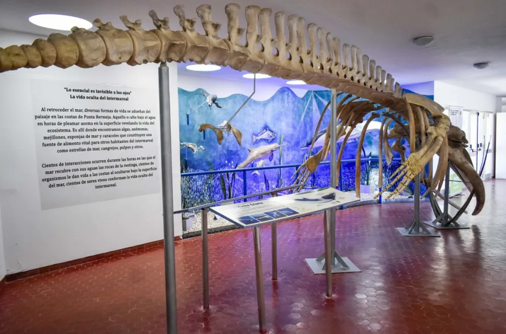 Piden más acciones colectivas "a conciencia" en la protección del medio ambiente