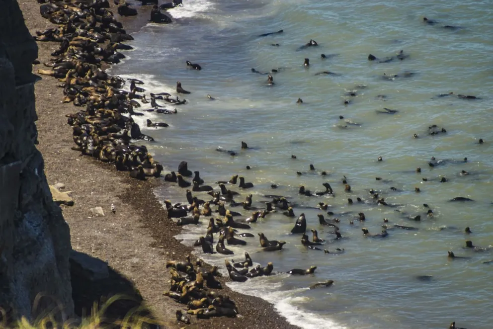 La Lobería: la impactante reserva natural que todos deberían visitar