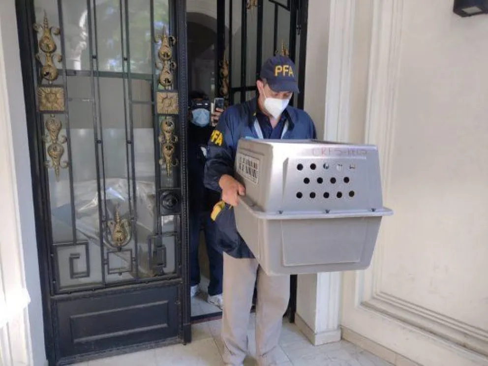 Insólito: allanaron una fiesta clandestina y terminaron rescatando a un mono