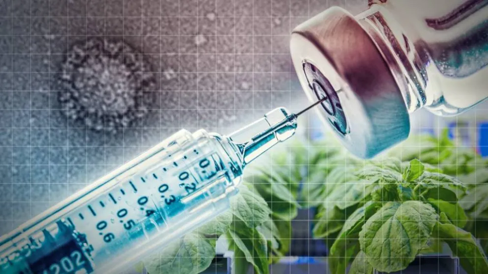 Qué es la vacuna vegetal: mostró una eficacia de más del 75% contra la variante Delta