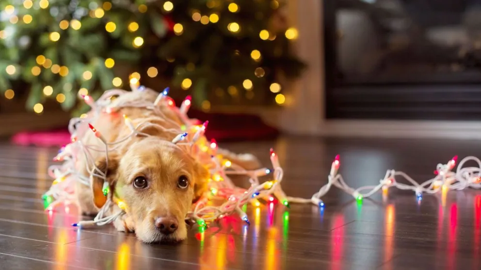 Atención: estos adornos navideños pueden ser peligrosos para tu mascota