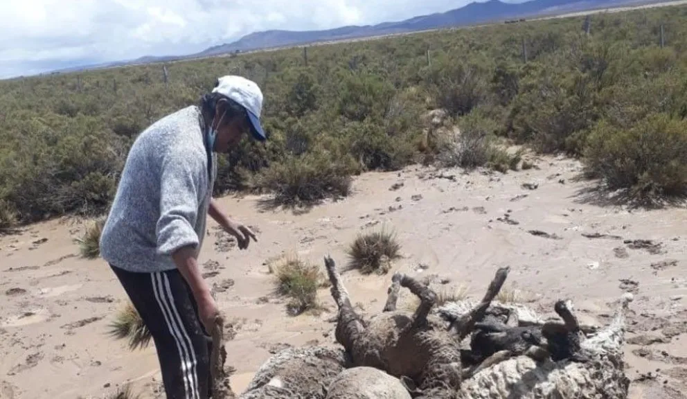 Intensas lluvias en Jujuy provocan la crecida de un río y la muerte de unos 170 corderos 