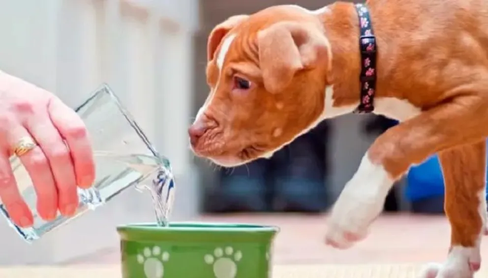 Mascotas: qué cantidad de agua hay que darles a los perros cuando hace calor