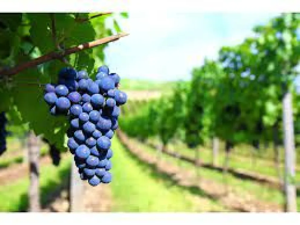 Calidad artesanal y excelencia: crece la vitivinicultura en Río Negro