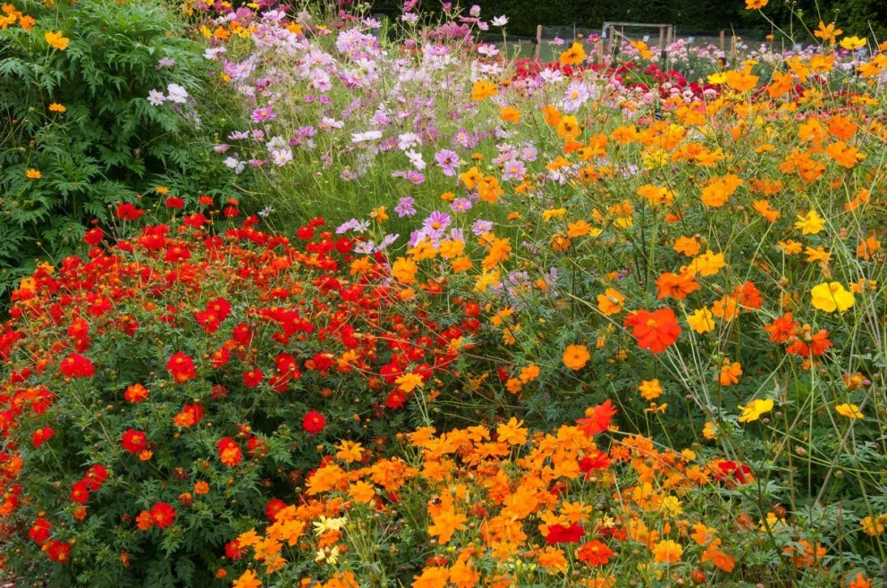 ¿Problemas con tus plantas? Mirá los beneficios de usar vinagre en el jardín