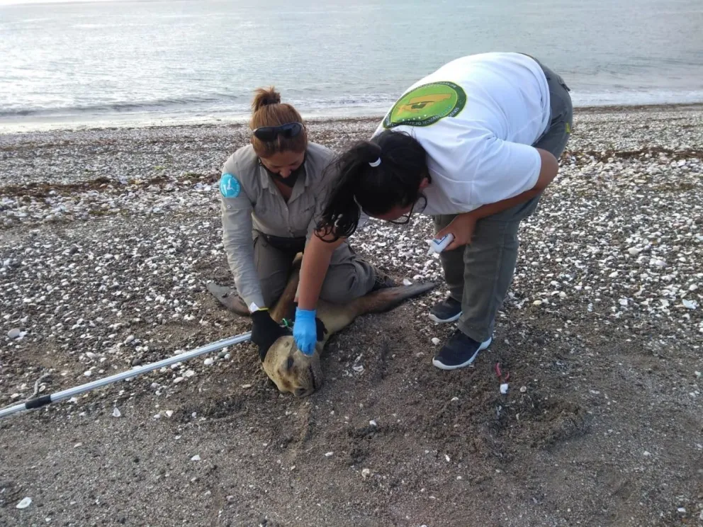 ¿Una loba buscó ayuda humana?