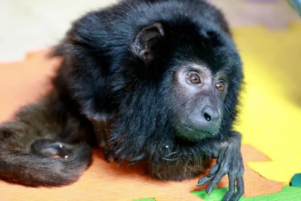 Cómo se recupera el mono Coco, luego de ser rescatado de una fiesta en Belgrano