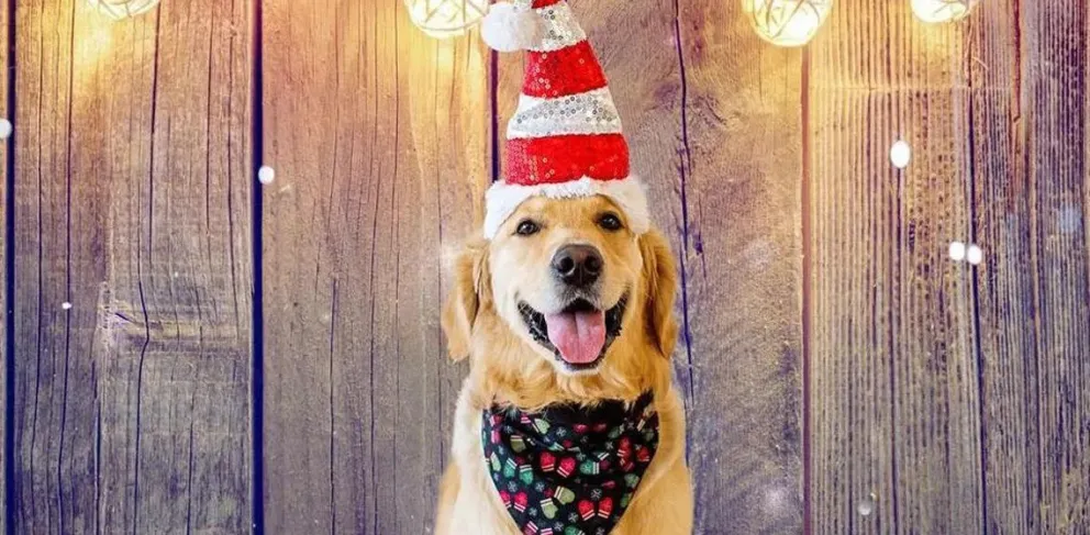 Mascotas: tips para cuidarlas durante las fiestas de fin de año