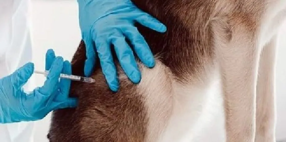 Alertan sobre rabia en mascotas e impulsan campaña de vacunación en Río Negro