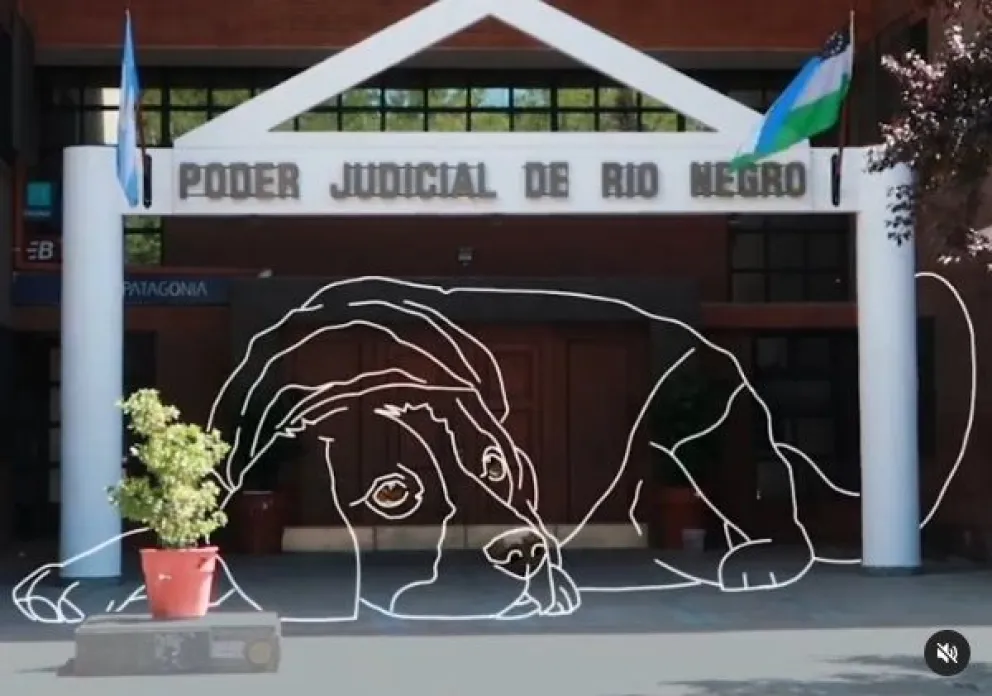 Avanzan con el proyecto de crear una ley integral sobre protección animal