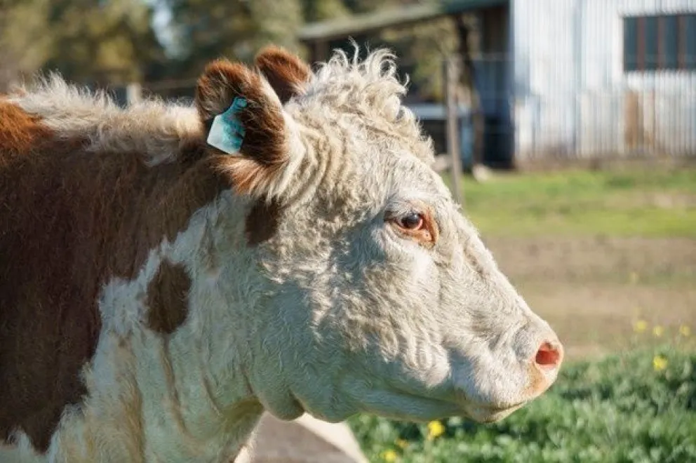 Dejó una vaca en el corral y al otro día solo estaba la cabeza