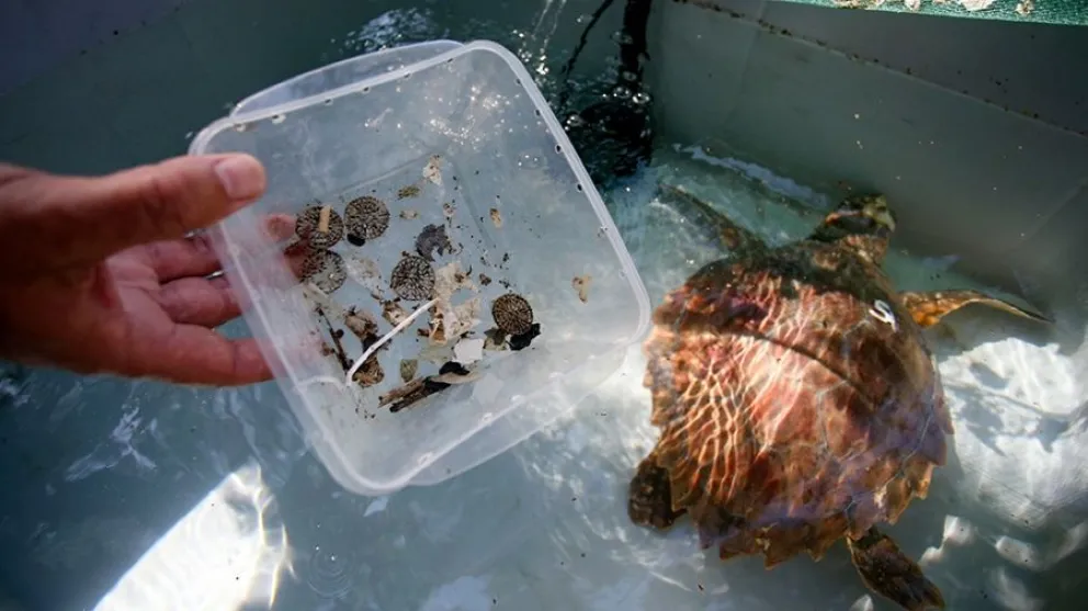 Alarmante: tortuga marina rescatada expulsó más de 10 tipos de plásticos