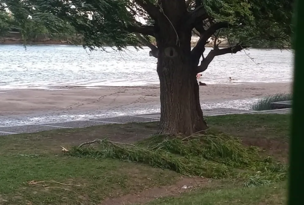 Viento: Se registraron desprendimientos de ramas en la Costanera