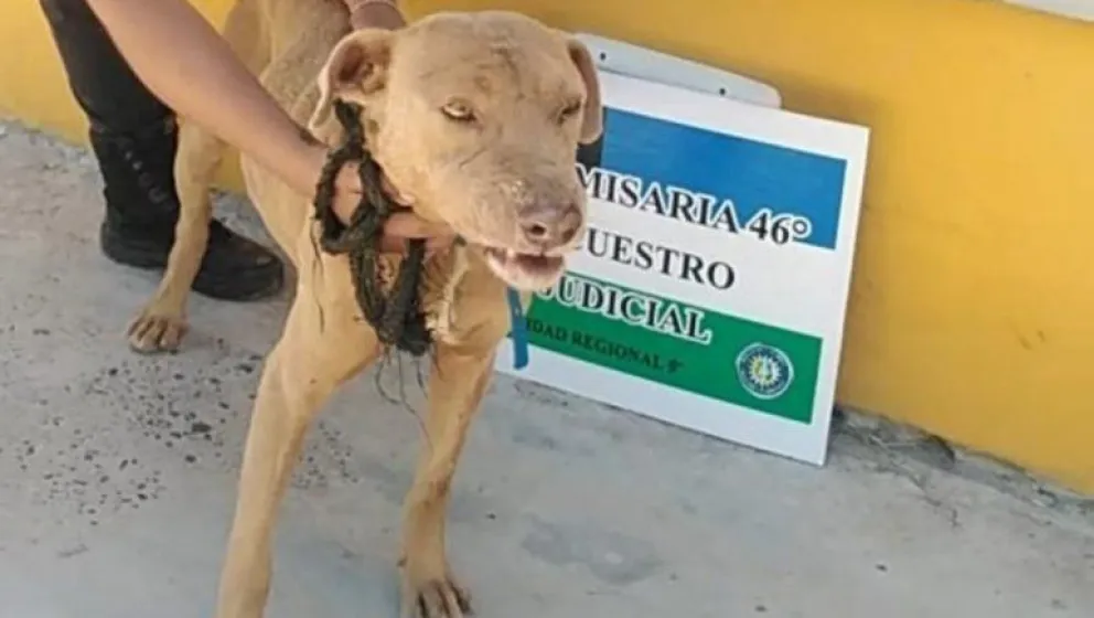 Ató a un perro a su auto y lo arrastró por las calles 