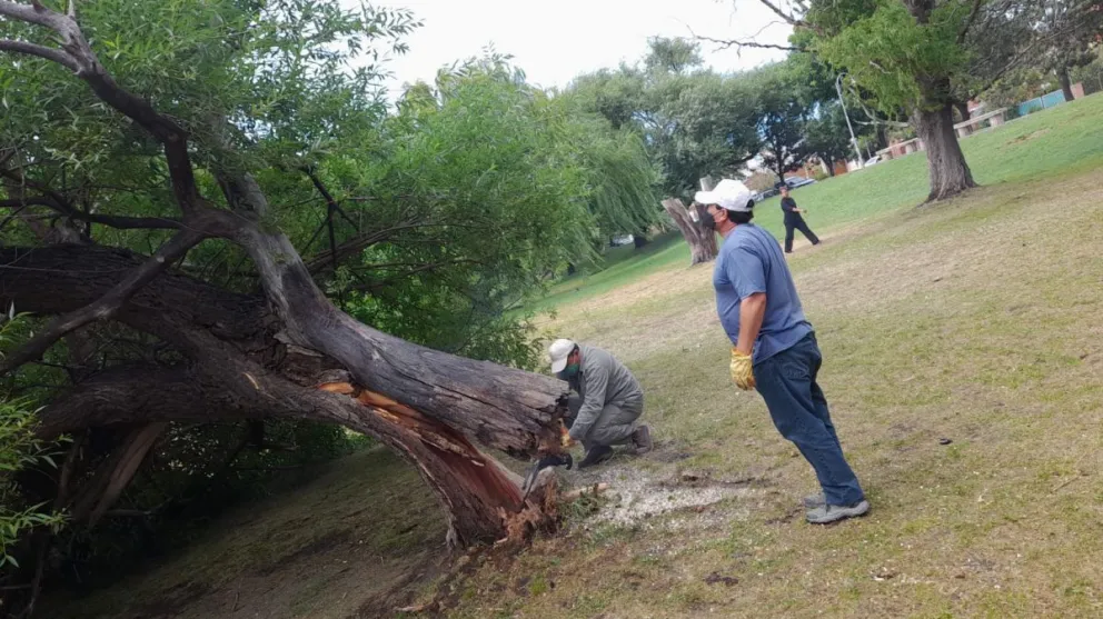 Extrajeron un árbol caído en la costanera viedmense que podía generar peligro