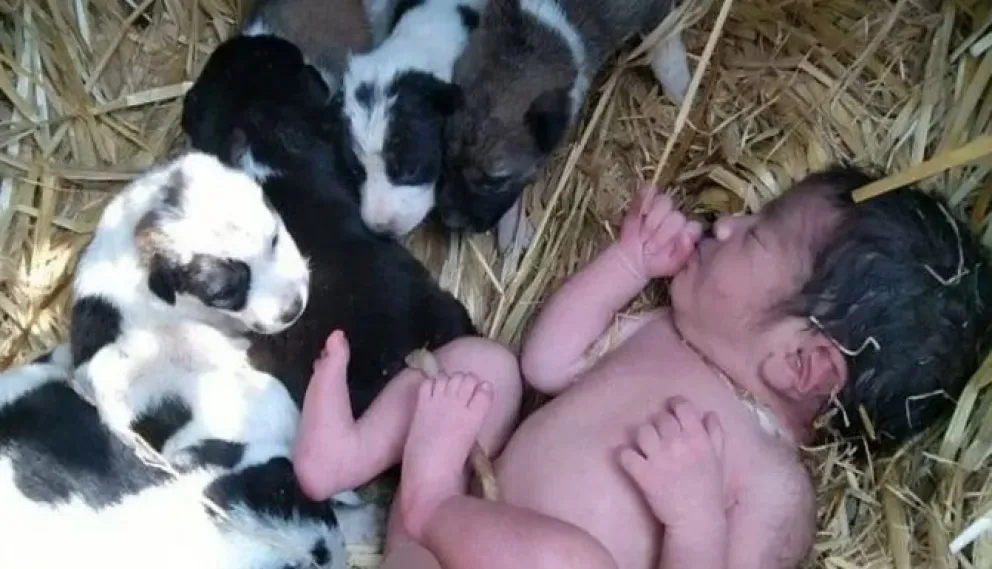 ¡Increíble! Una bebé fue abandonada en un campo y unos cachorros le salvaron la vida dándole calor 