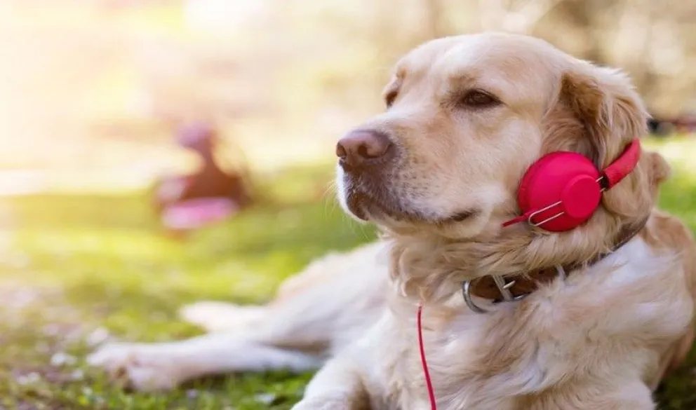 Lanzan una playlist para proteger a las mascotas de ruidos molestos durante las Fiestas 