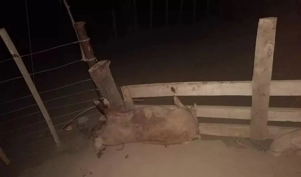 Piden prisión efectiva para un cuatrero que faenó e intentó robar tres chanchos