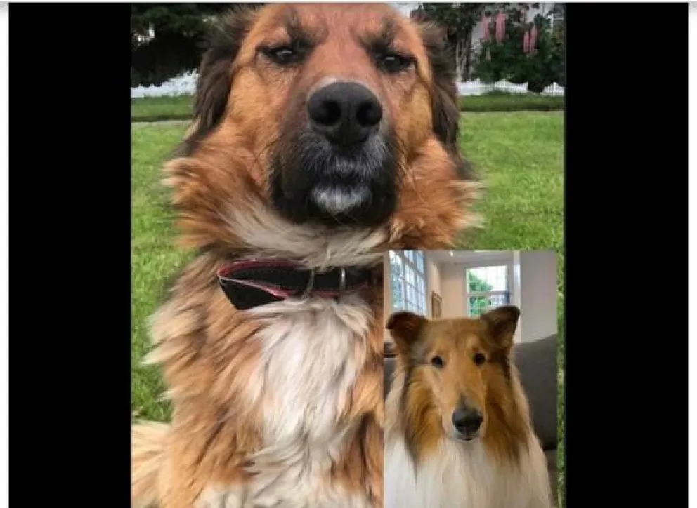 Conferencia canina: Dylan Fernández saludó al perro presidencial chileno Brownie Boric 