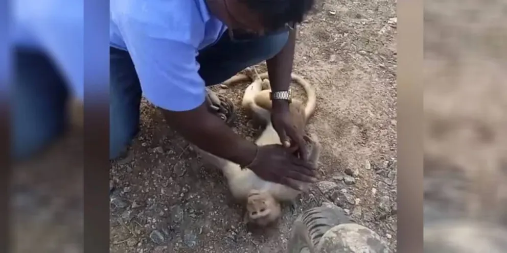 Impactante video: Un taxista revive a un mono haciéndole RCP