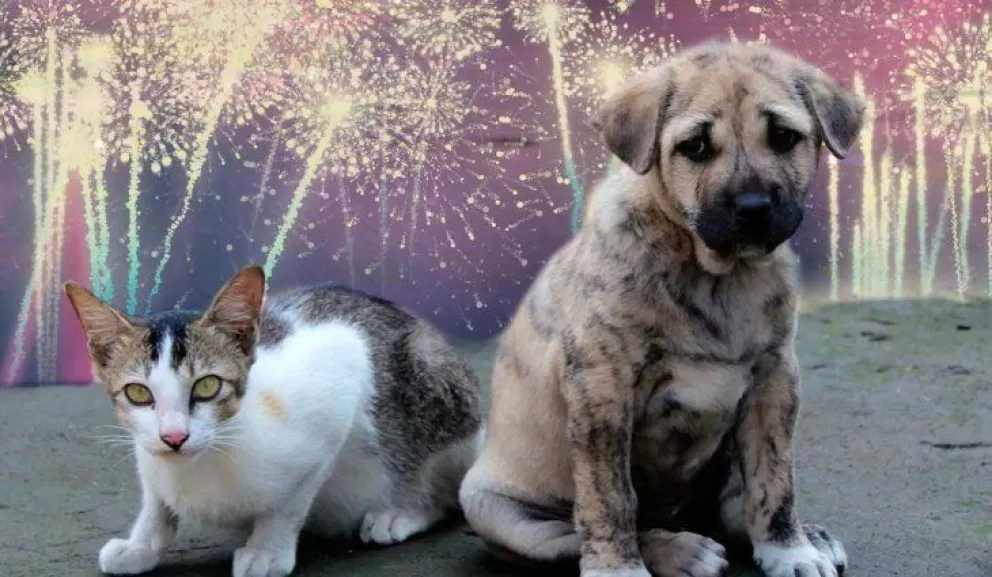 Tips para esta noche: Cómo proteger a tus mascotas de la pirotecnia
