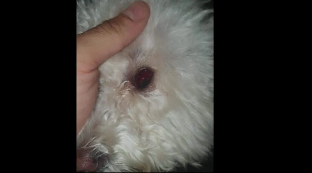 Llevó a su perra a una peluquería canina y se la devolvieron con un ojo lleno de sangre