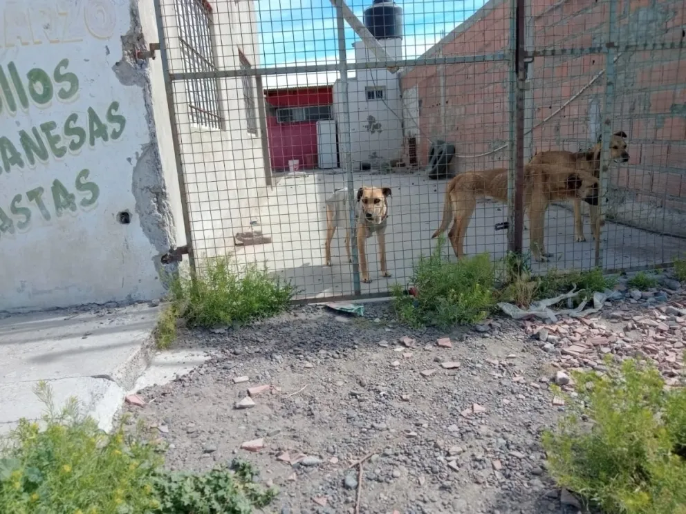 Una asociación denuncia a una familia por tener perros y gatos en abandono