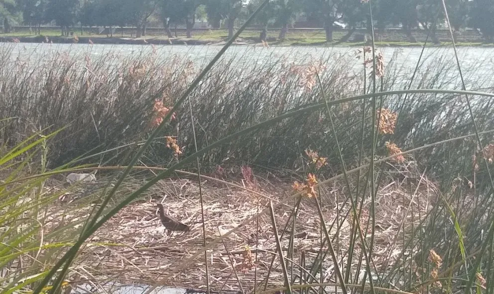 Viedma: El DPA evaluó la situación del río Negro tras las denuncias de aparición de efluentes