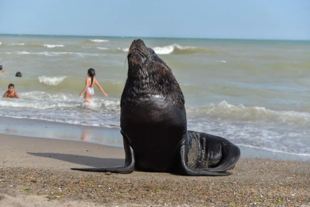 Un lobo marino se llevó los flashes de todas las cámaras 