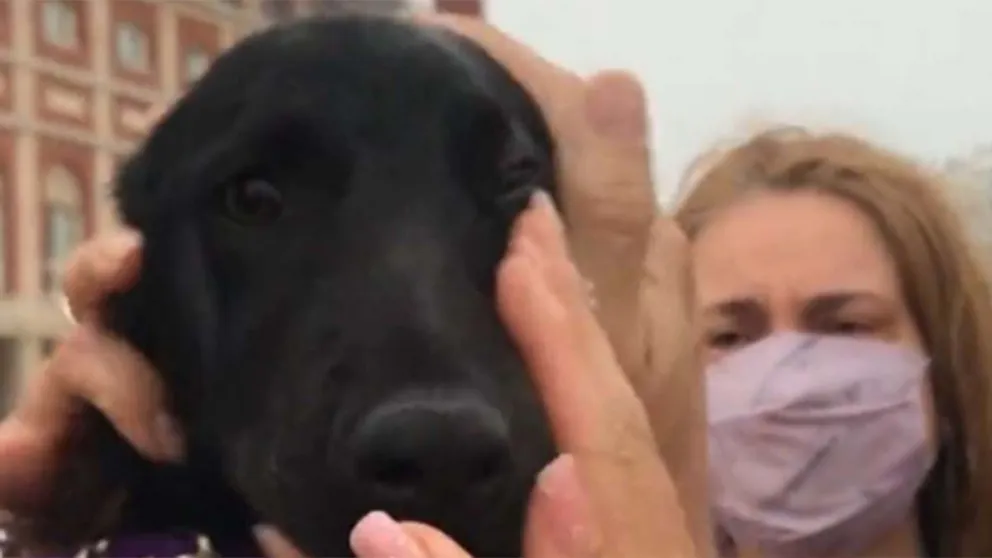 Le pegaba a su cachorro: un grupo de turistas se lo compró para salvarlo