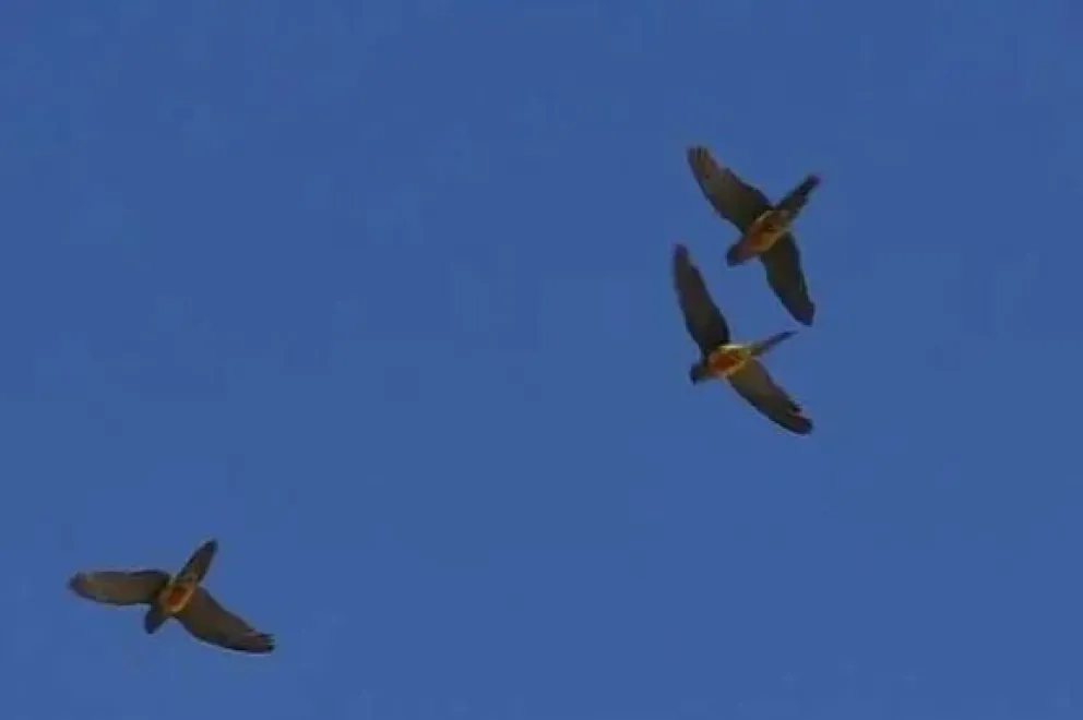 Preocupación por la psitacosis: La “fiebre del loro” que se transmite a los humanos