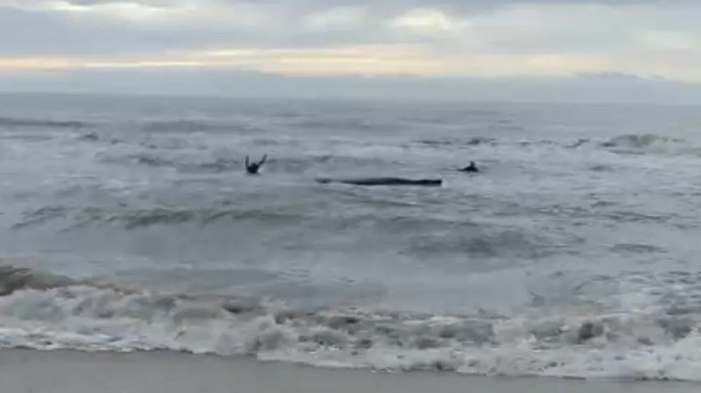 Emotivo rescate: dos guardavidas lograron salvar a una ballena varada “hablándole” 
