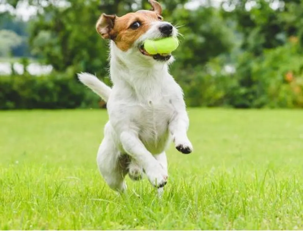 Algunas mascotas escribieron la carta y recibieron un regalo de los Reyes Magos